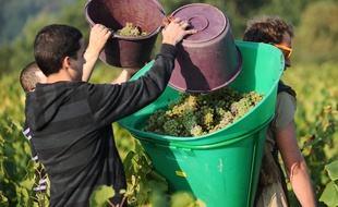 Des vendanges de muscadet à la Haye-Fouassière en 2014.
