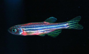 Un "GloFish", poisson fluorescent génétiquement modifié.