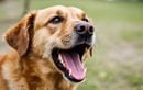Changements d’intonation chez le chien : quand faut-il s’inquiéter et consulter sans attendre ?