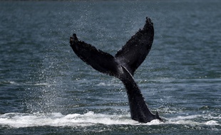 Image d'illustration d'une baleine en mer.