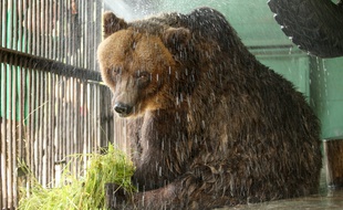 Un ours brun au zoo de Saint-Pétersbourg, en Russie, le 15 juin 2010.