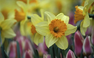 Des jonquilles et des tulipes.