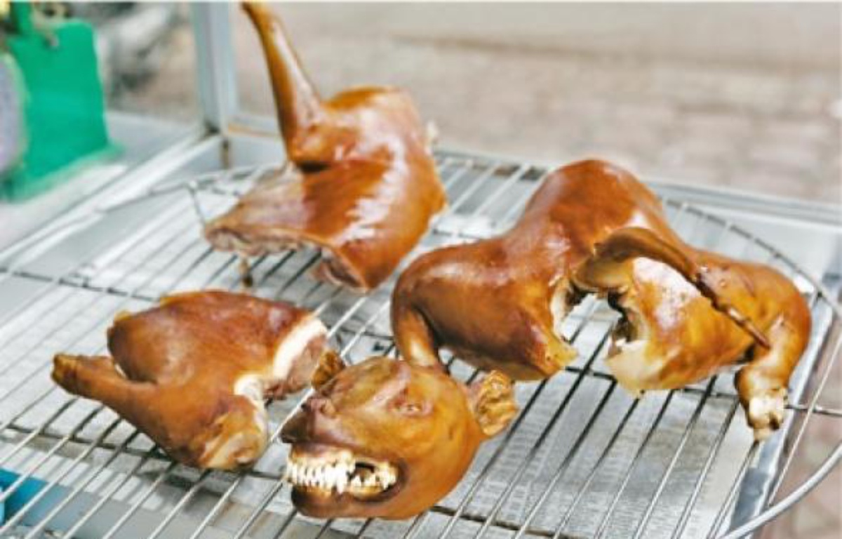 de drôles de repas qui ont du chien