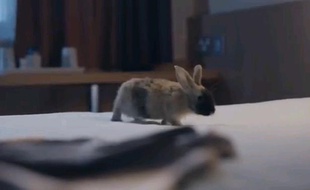 Capture d'écran du spot de publicité pour les hôtels Ibis avec des lapins.
.