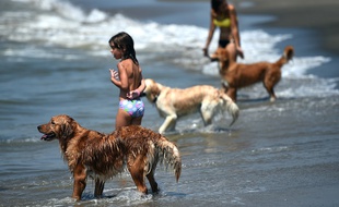 Baignade sur une plage près de Rome en 2014