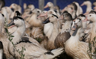 Un élevage de canards (Illustration).