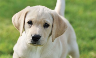 Un chiot (illustration).