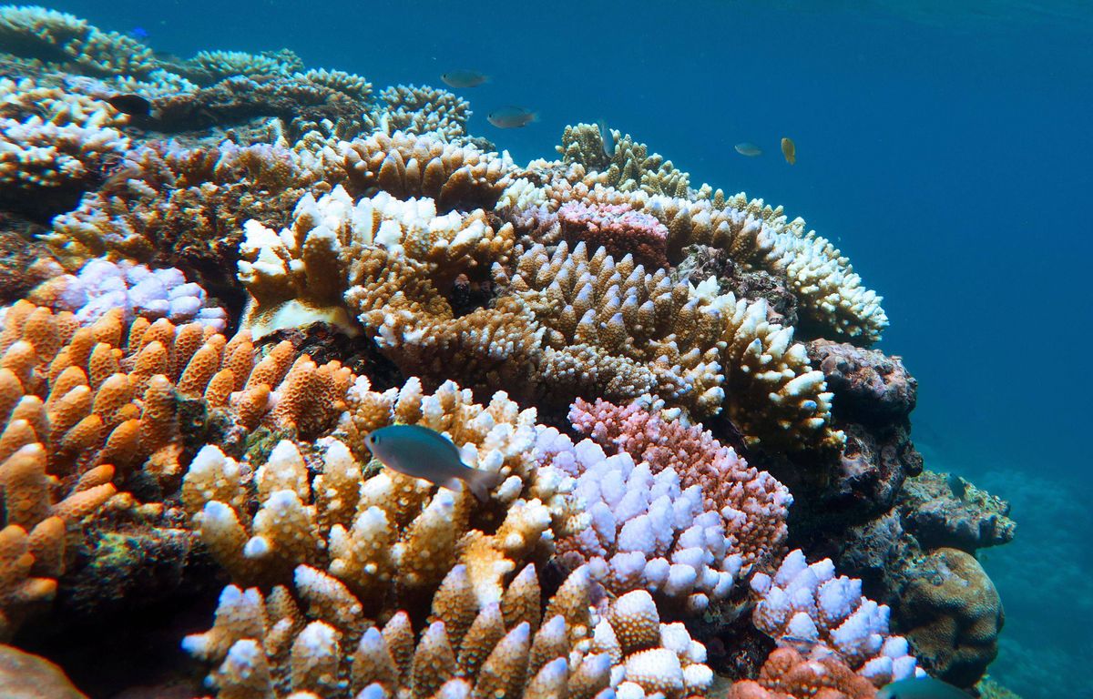 Climat : Les récifs coralliens ont franchi un « point de basculement » catastrophique