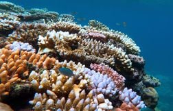 Les récifs coralliens en grave danger à cause du réchauffement climatique