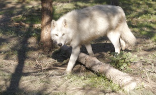 Un loup dans un parc animalier. (Illustration)