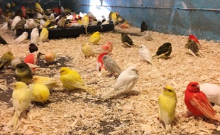 Une partie des canaris et perruches sauvés de l'euthanasie.