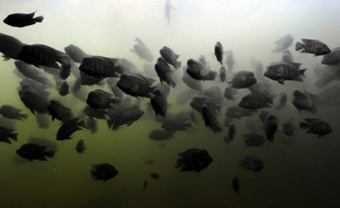 Une extinction de la vie sauvage pourrait menacer des milliards d'être humains qui en dépendent pour leur nourriture et leur subsistance, selon un rapport sur la perte de la biodiversité présenté mardi à la conférence de l'ONU Rio+20.