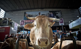 Cette vache n'est pas candidate à l'Elysée.