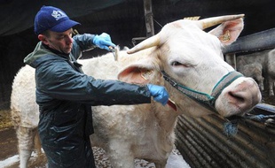 Les filières laitières, bovines et procines connaissent des difficultés depuis plusieurs années