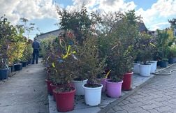 Fraises, haies, arbres… Que planter dans son jardin à partir d’octobre ?