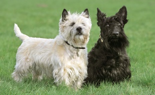 Illustration de Cairn terrier.