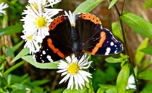 Une étude menée sur 27 ans observe de très fortes chutes de population d’insectes en Allemagne, mais très vraisemblablement aussi en Europe.