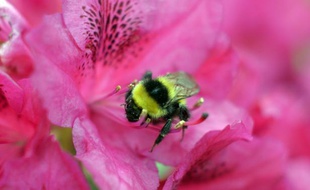 Une nouvelle étude fait naître des inquiétudes concernant les bourdons, importants pollinisateurs