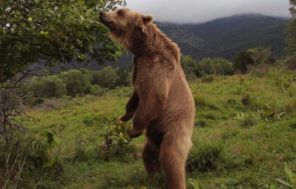 Le Plus Beau Pays Du Monde Documentaire «Le plus beau pays du monde», un documentaire animalier en prime time