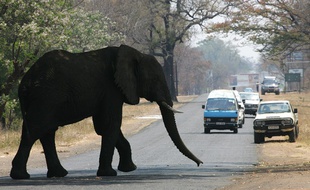 Un éléphant traverse une rue de Livingstone, en Zambie