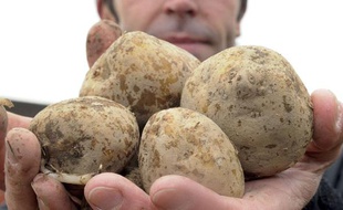 Un employé de l'entreprise allemande BASF présente une poignée de pommes de terre OGM Amflora.