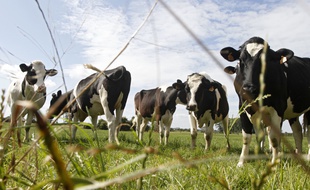 Alsace: Des vaches se font plaisir et recouvrent l'église de bouses (Illustration)