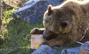 Cet ours du parc de Sainte-Croix en Moselle s'amuse avec un glaçon pour tenter de grignoter poissons et légumes en se rafraîchissant.