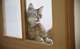 Au bout du rouleau, ce chat compte les jours jusqu'au 11 mai, et ça fait longuet... (Illustration)