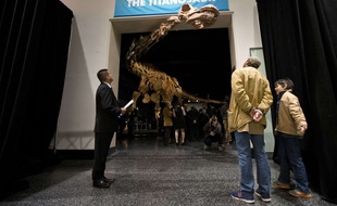 Un moule et des fossiles d’une espèce nouvelle de titanosaure, l’un des plus grands dinosaures au monde, ont fait leur entrée, ce jeudi 14 janvier, à New York (Etats-Unis), au musée d’Histoire naturelle.