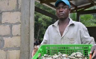 Un employé de la ferme ostréicole d'Alanza présente des des huîtres, le 20 décembre à Cap Esterias, au nord de Libreville