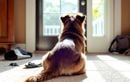 Votre chien sent-il vraiment que vous allez partir ? Les signes à surveiller et nos conseils pour apaiser son stress d’anticipation