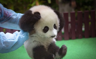 Une petite panda femelle de quatre mois a été présentée samedi au public au zoo national de Kuala Lumpur