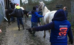 La fondation 30 Millions d'amis est intervenue pour sauver des dizaines de chevaux en Vendée.