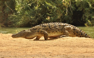 Cinq crocodiles sont arrivés au Parc Phoenix début juillet. Mais ils n'ont pas de nom !