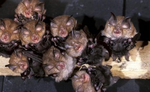 Les chauves-souris sont de retour en Europe après des décennies de déclin: une étude portant sur 16 des 45 espèces présentes sur le continent montre une augmentation de plus de 40% entre 1993 et 2011, indique jeudi l'Agence européenne de l'environnement (AEE).