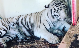 Les jeunes tigres sont nés le 27 mars à Trets, près d'Aix-en-Provence.