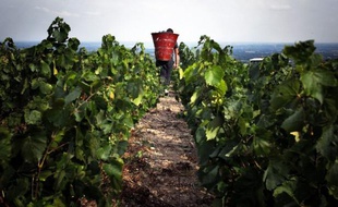 Illustration viticulture