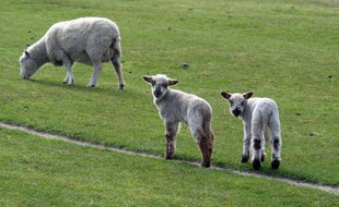 Afin de réduire les émissions de CO2 imputées à l'élevage, les scientifiques néo-zélandais étudient le moyen de purifier les flatulences des moutons en supprimant le méthane que les ovins rejettent en abondance dans l'atmosphère.