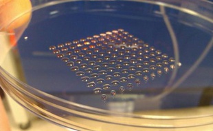 Des chercheurs de l'université Heriot-Watt d'Edimbourg ont réussi à imprimer en 3D des cellules souches embryonnaires.