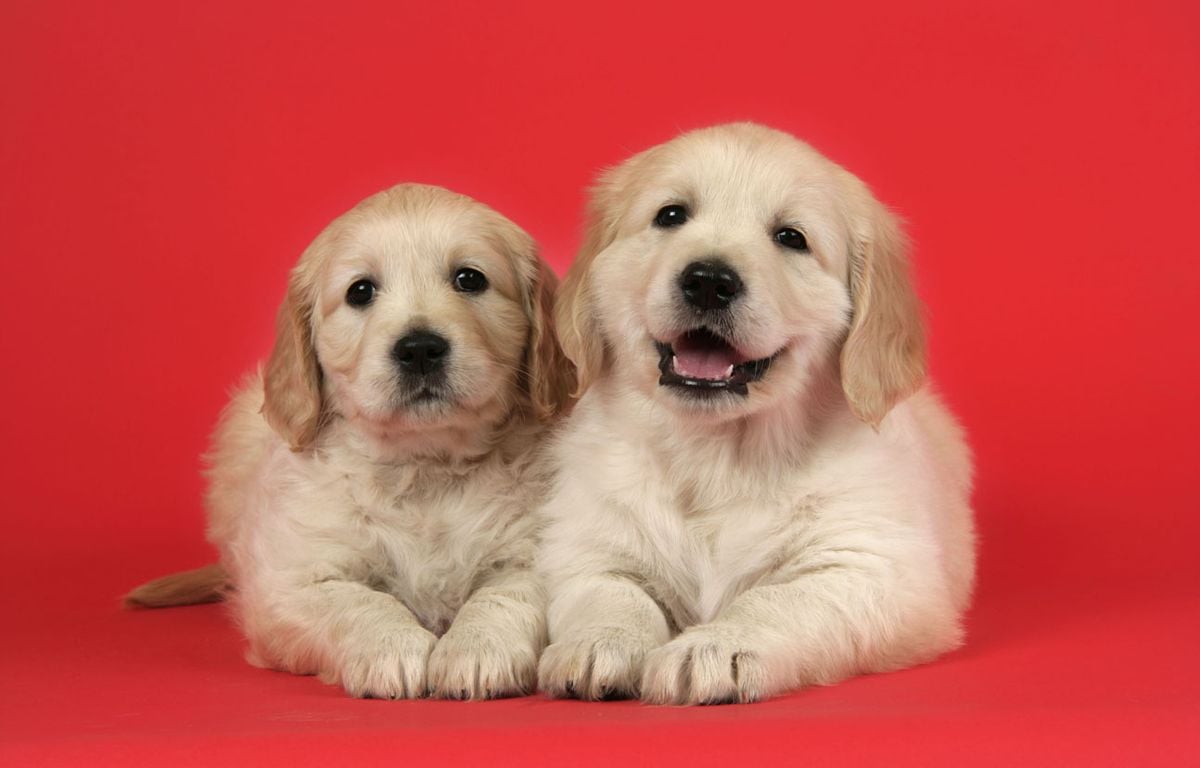 Dog & Cat TV : C'est quoi cette nouvelle chaîne entièrement consacrée aux chiens et aux chats ?