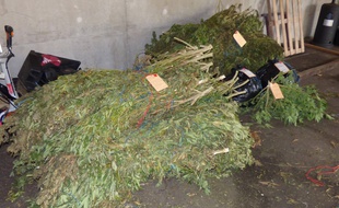Le cannabis récolté et en cours de séchage découvert à Grandchamps-des-Fontaines.
