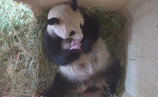 Un panda a donné naissance à des jumeaux sans avoir eu recours à insémination artificielle dans le zoo de Vienne (Autriche) le 7 août 2016.