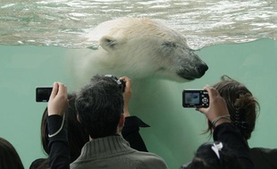 Un ours polaire dans un bassin de Marineland, à Antibes.