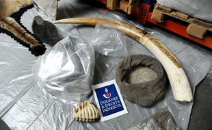 Saisie d'ivoire et d'organes d'éléphants par les douanes françaises à Roissy en avril 2012.