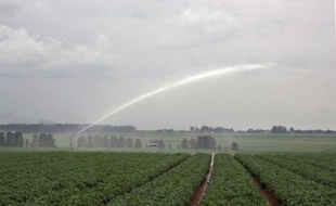 Des peines de six mois avec sursis à huit mois ferme ont été requises mardi à l'encontre de onze militants anti-OGM qui avaient tenté de détruire un champ de pommes de terre génétiquement modifiées en Belgique, au cours d'une audience aux allures de manifestation.