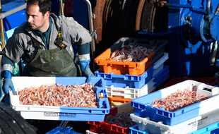 Illustration d'un pêcheur de langoustines dans le port du Guilvinec (Finistère).