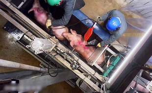 Des cas de maltraitance animale ont été dévoilés par L214 dans une vidéo tournée à l'abattoir de Briec, dans le Finistère, propriété d'Intermarché.