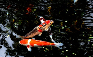 Des carpes (illustration)
