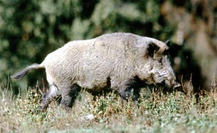 Illustration d'un sanglier.