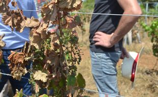 Dans cette vigne à Fabrègues, même les feuilles ont séché sous le soleil.